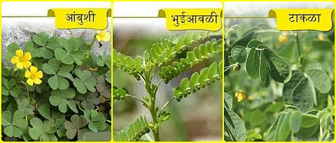 रानभाज्यांचे आहारातील महत्त्व