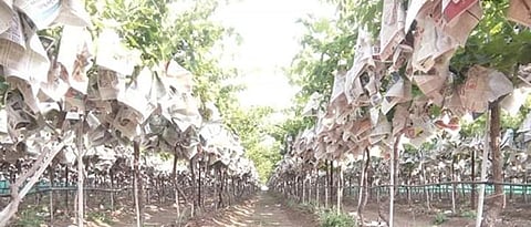 द्राक्ष बागेत घडांना पेपर लावताना घ्यावयाची काळजी