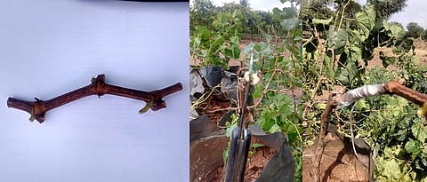 The right time to graft in the vineyard