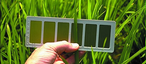 ‘लीफ कलर चार्ट’द्वारे पानातील नत्राचे प्रमाण तपासता येते.