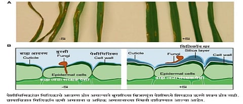 सिलिकॉनयुक्त खताने वाढते उत्पादनक्षमता