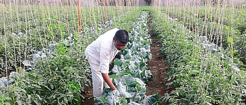 एकाच वेळी टोमॅटो, फ्लाॅवर व दोडका अशी घेतलेली तीन पिके