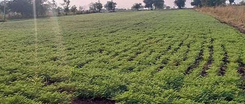 Outbreaks of pests due to cloudy weather