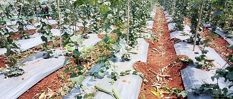 Damage to agricultural crops due to rain in Satara