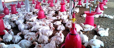 Poultry Farming