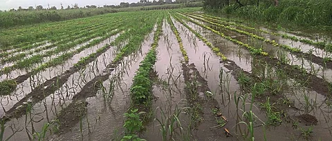 Crop Damage