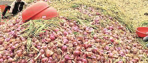 Onion production reduced by 30% per acre