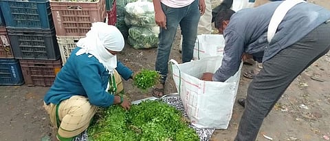 The market is for farmers and will sell cilantro here!