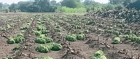 अर्धापूर भागात केळीवर रोटावेटर; रोग, दराने त्रासले शेतकरी