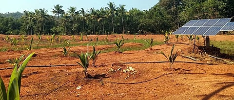 सौर पंप तंत्राद्वारे फुलतेय तेवीस एकरांत फळबाग