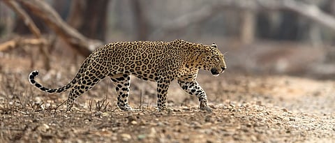 Nashik Leopard Attack News