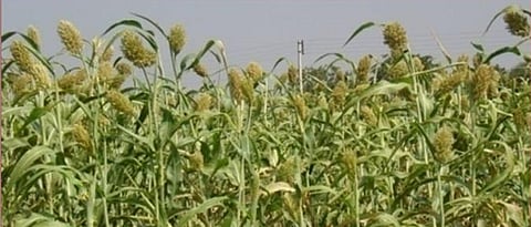 Jowar Crop