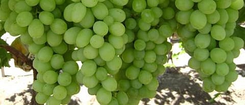 Grapes Variety
