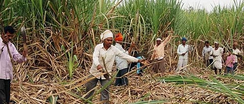 Sugarcane