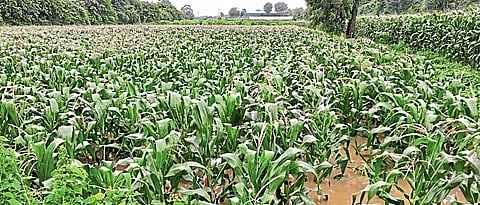 नाशिकमध्ये महापुरामुळे भाजीपाला आवकेवर परिणाम