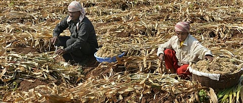 Dadar sorghum harvest will start in Khandesh
