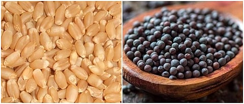 Farmers in Rajasthan prefer mustard and wheat