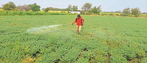 On the nearby gram crop Infestation of ghat larvae