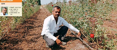 Dattatraya Shendkar has used drip for efficient use of water.