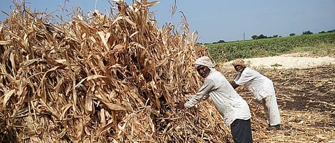 Sorghum fodder in Khandesh is far away