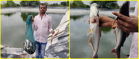 Shainath Chaudhary's rearing of pangasius fish in the farm.