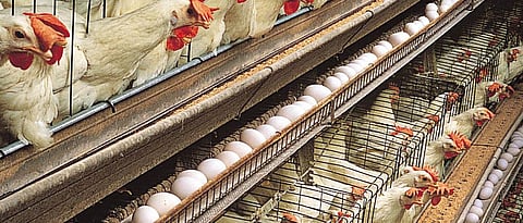 Egg Production