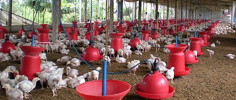 The hens should be given adequate feed and water.