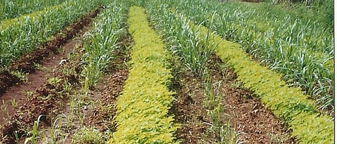 Green crops are beneficial for maintaining soil fertility