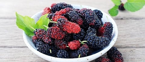 value added products of mulberry