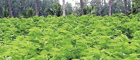 तुती लागवडीचे नियोजन