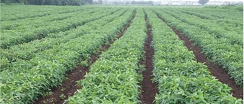 Soybean Crop