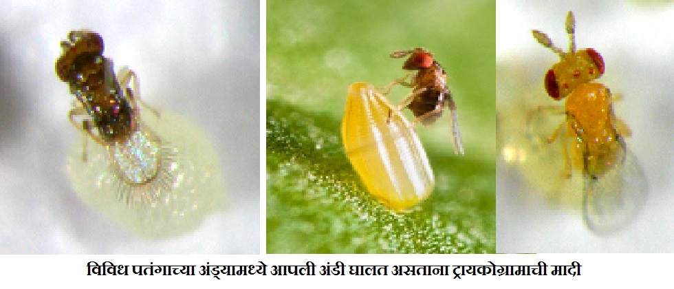 कीड व्यवस्थापनासाठी करा जैविक पद्धतीचा वापर