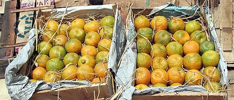 Orange Export