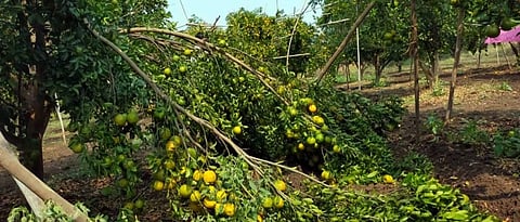 Crop Damage