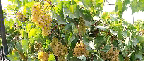 Grape management