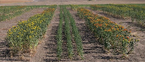 The situation of oil seeds in India