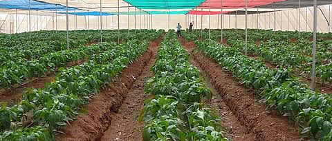 The importance of protected farming