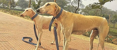 Mudhol Hound Dogs,