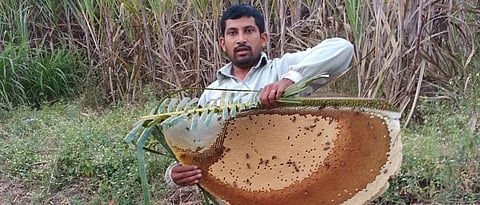 मधमाशांना कोणतीही इजा न पोचवता मधपोळे काढण्याचा दयावान पाटील यांचा प्रयत्न असतो.