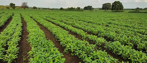soyabean cultivation