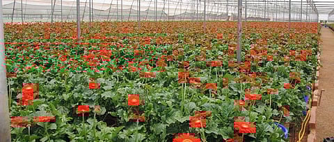 use of balanced application of fertilizer provides good quality crop yield
