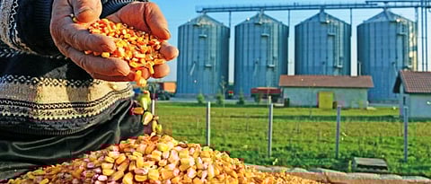 कृषी व अन्नप्रक्रियेसाठी स्वतंत्र संचालनालय स्थापन For agriculture and food processing Establishment of independent directorate