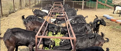 Goat rearing and fodder arrangement