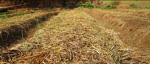 Organic mulch helps to increase the amount of organic matter in the soil and the number of useful bacteria.