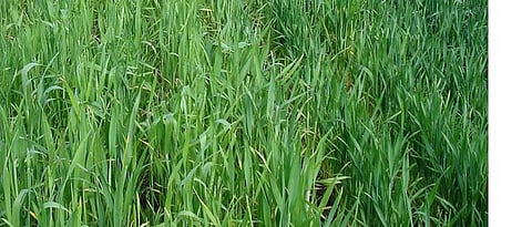 Symptoms of nitrogen deficiency in wheat