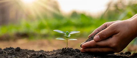 Tree Planting