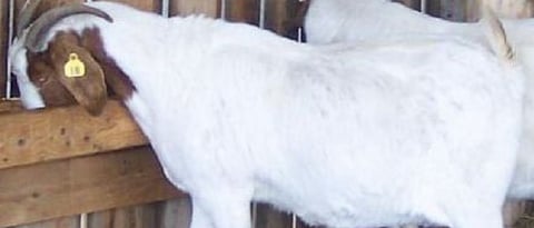 For chevon purpose rear African Boer Goat