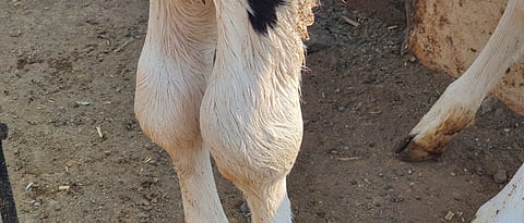 What is treatment for swelling of foot of calf?