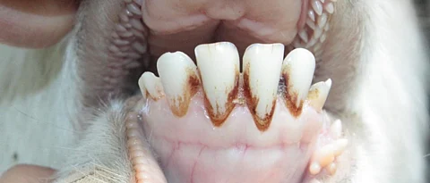 Age identification of goat by teeth method