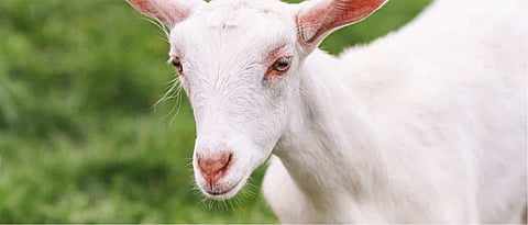 What are the characterstics of sanen goat breed?